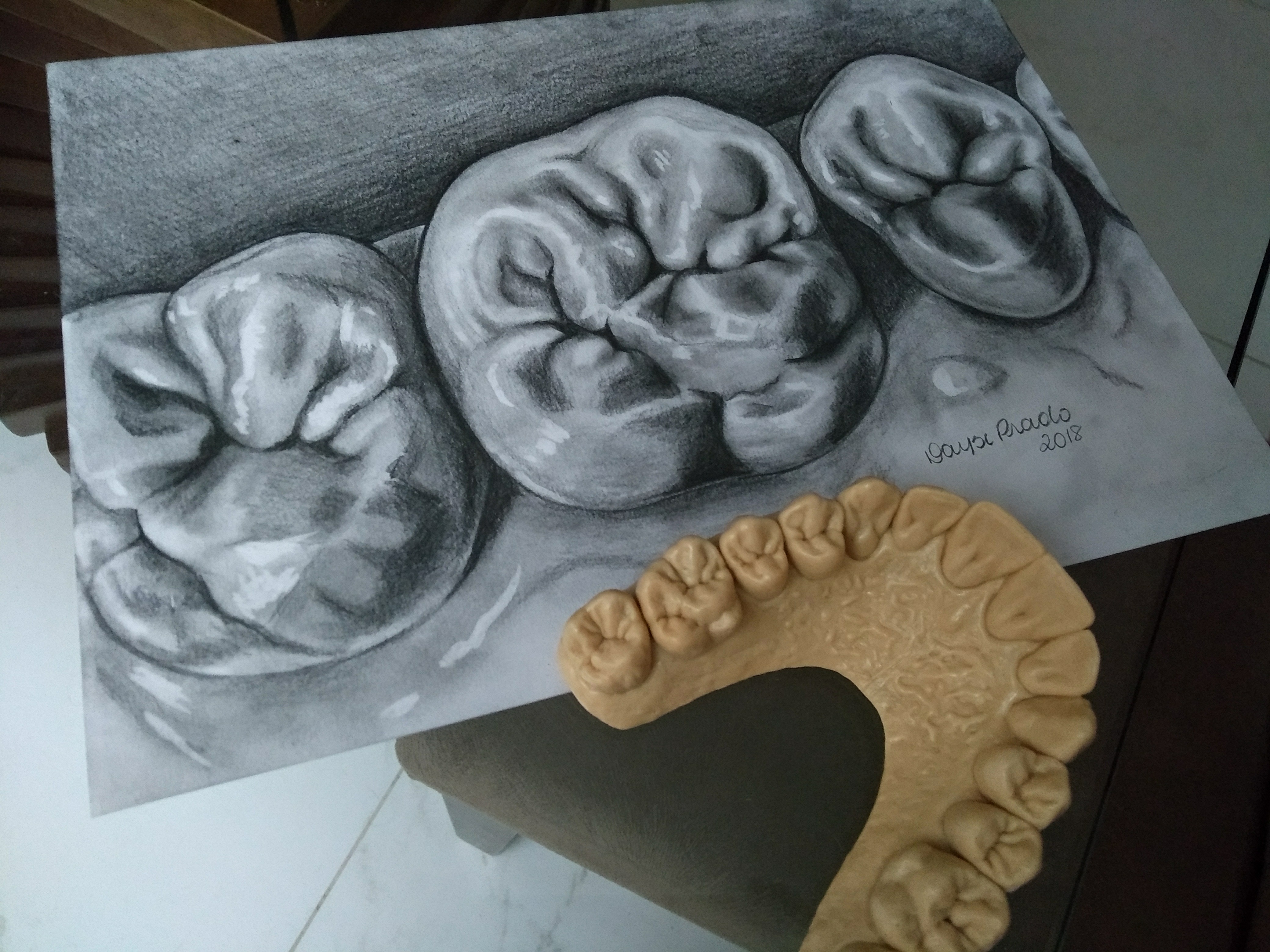 Рисование анатомия зубов